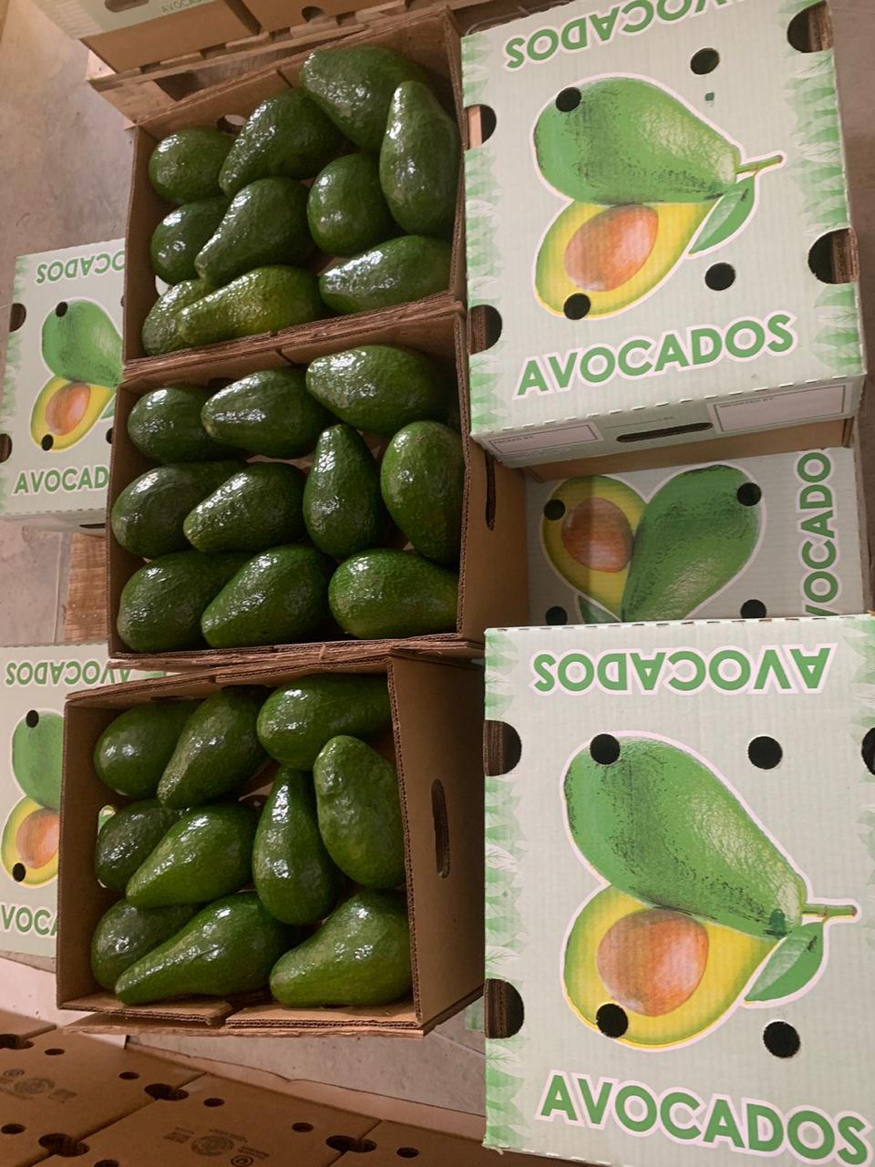 Foto Aguacate