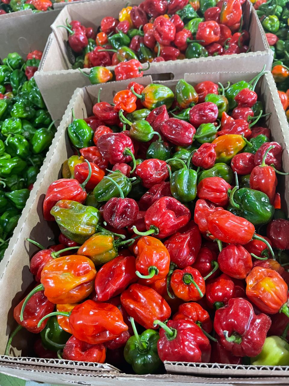 Ají Habanero