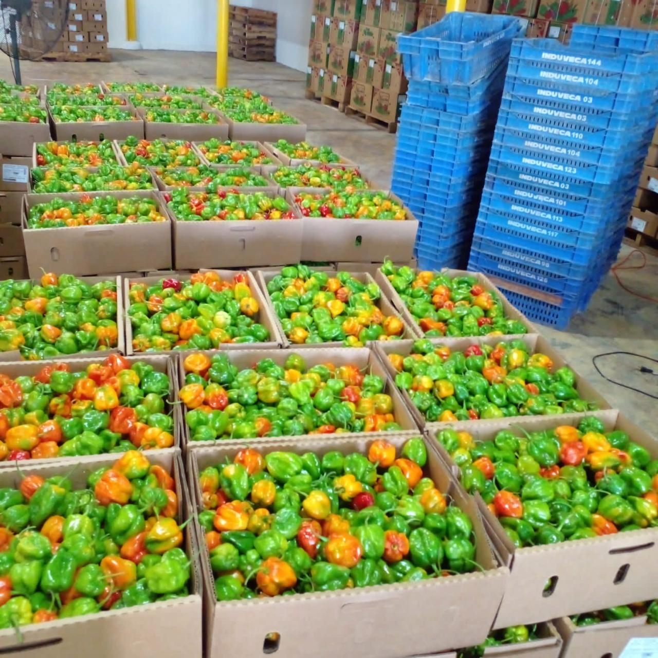 Foto Ají Habanero