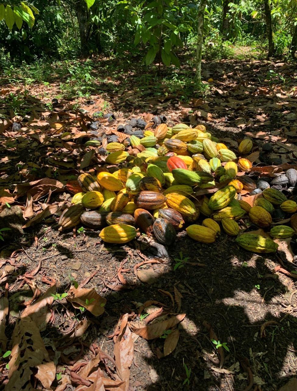Cacao
