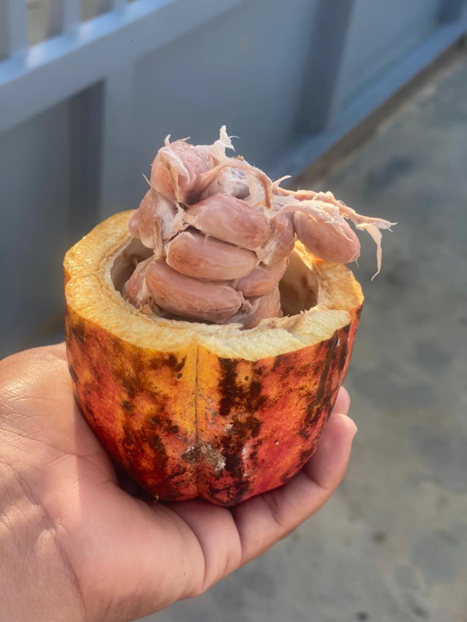 Foto Cacao