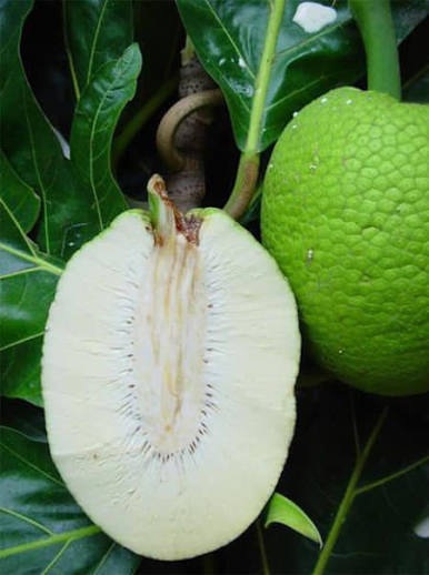 Castaño Buenpan
