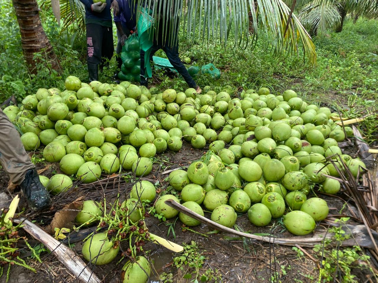 Foto Coco Verde de Agua