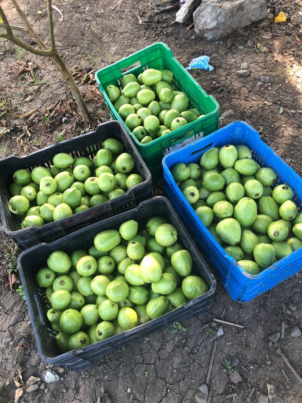 Foto Guayaba