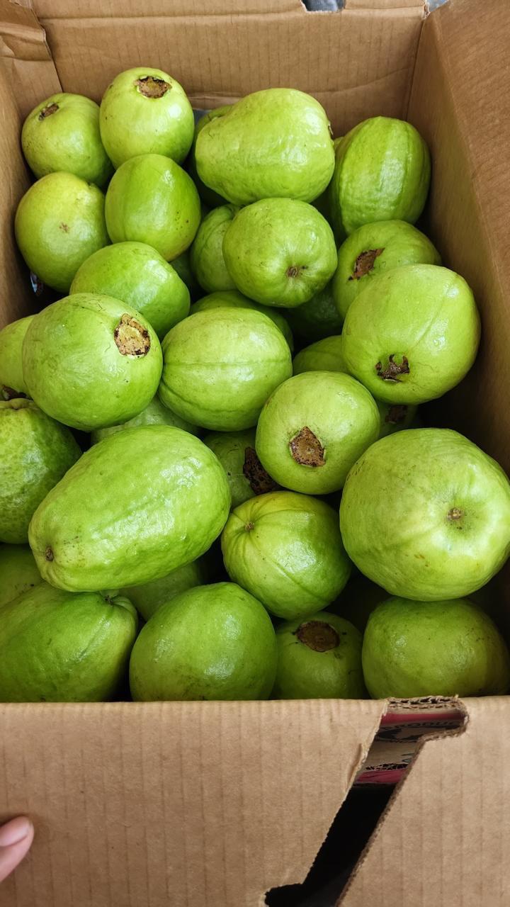 Foto Guayaba
