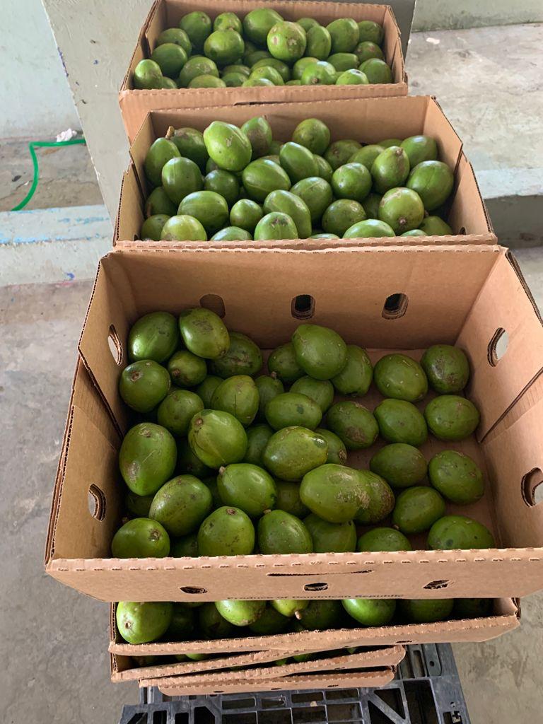 Manzana de Oro
