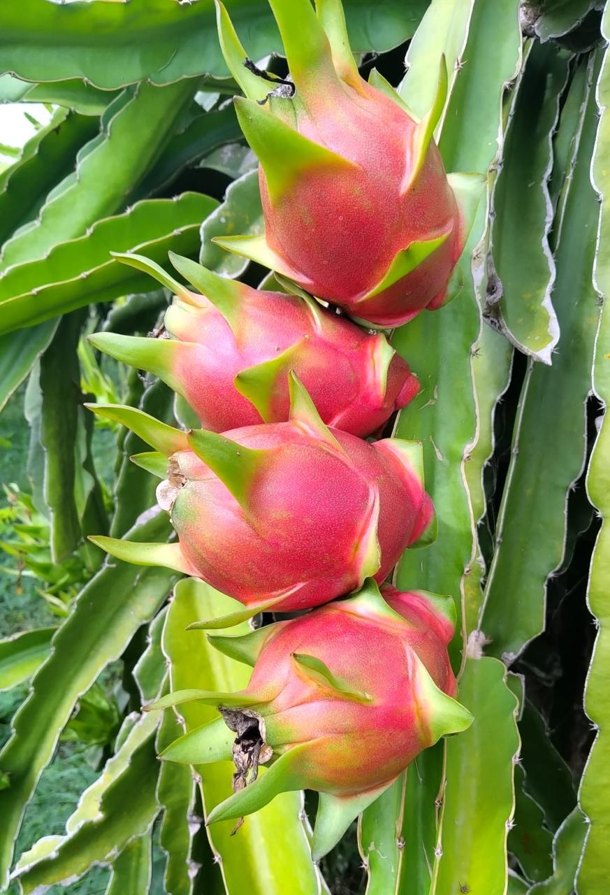 Pitahaya Roja