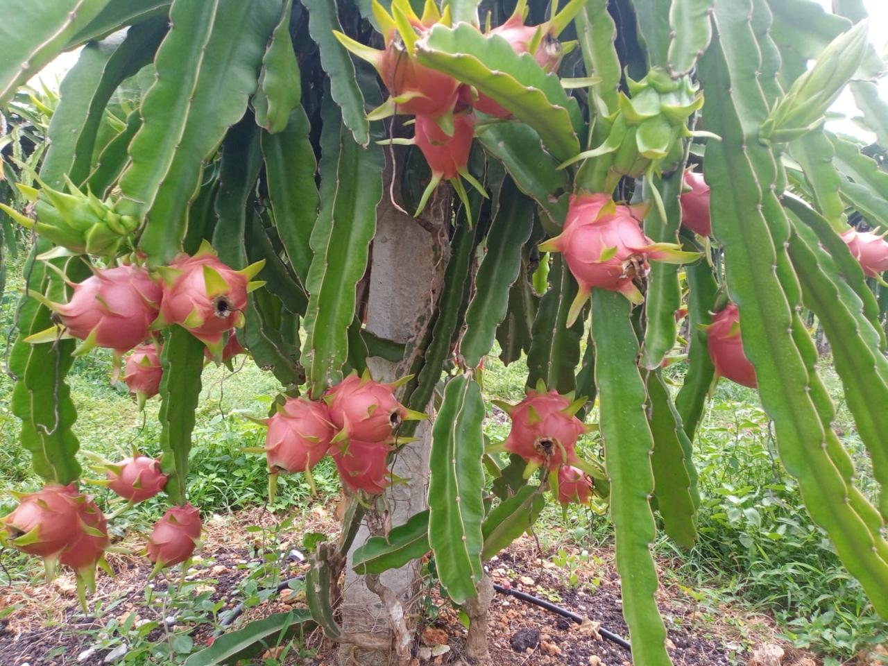 Foto Pitahaya Roja