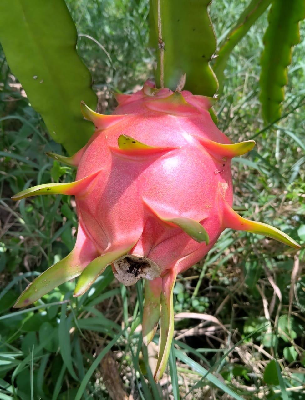 Foto Pitahaya Roja