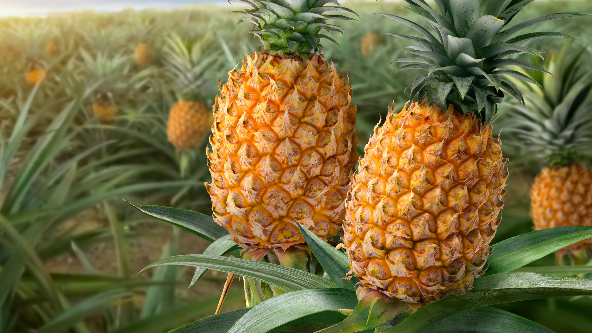 Foto Piña