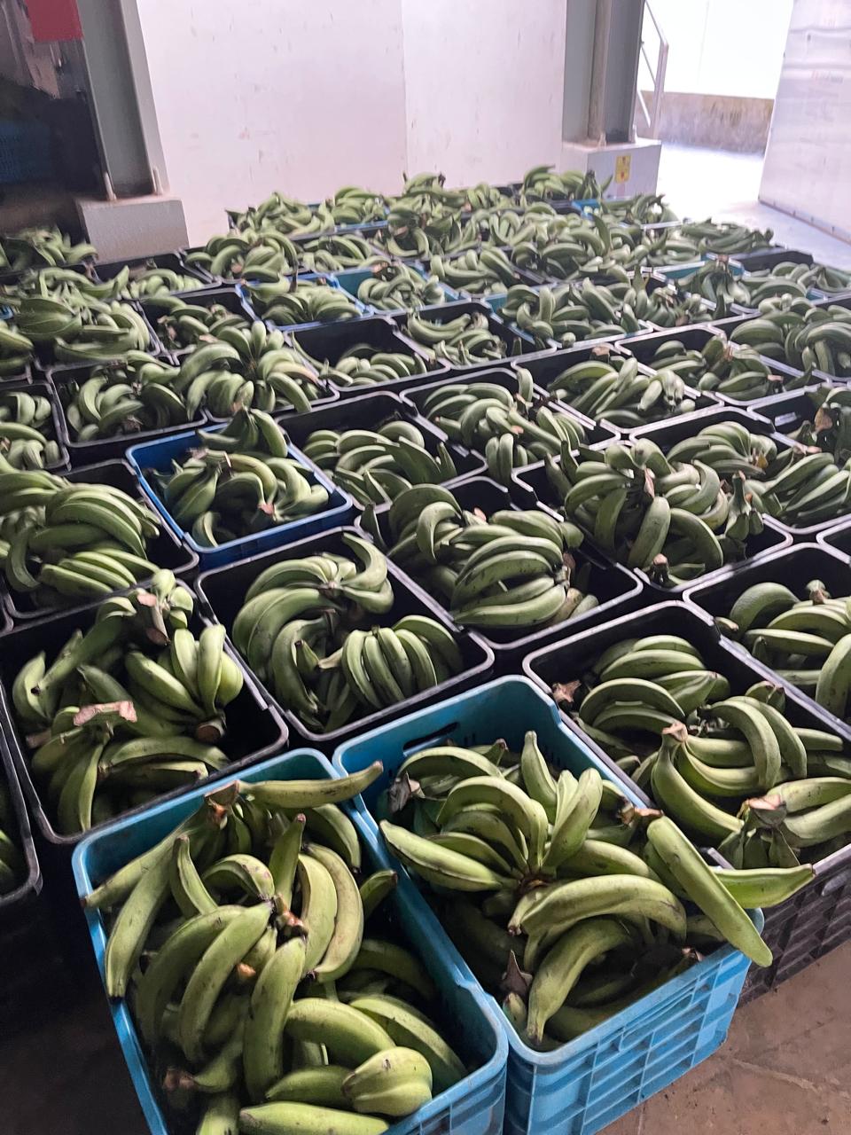 Plátanos Criollos