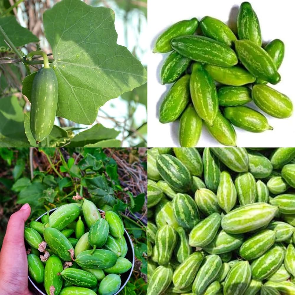 Foto Tindora